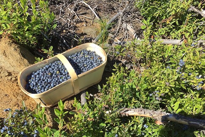 Bleuets Sauvages du Saguenay Lac Saint-Jean, Haute-Mauricie ou Abitibi à vendre